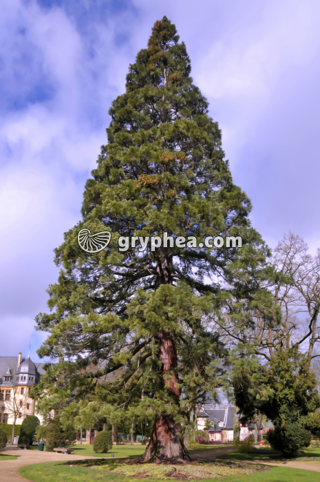 Séquoia géant (Sequoiadendron giganteum) - gryphea.com